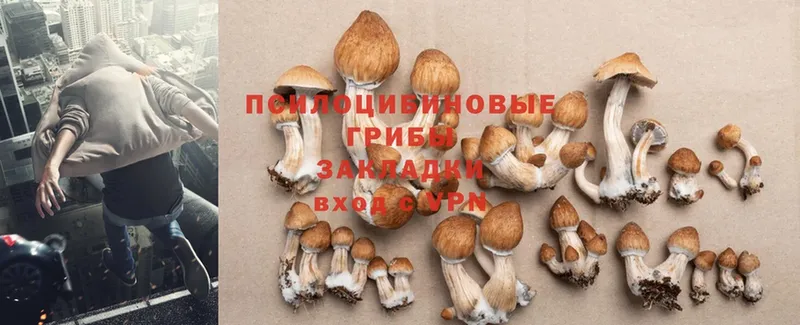 Псилоцибиновые грибы Psilocybe  Щёкино 